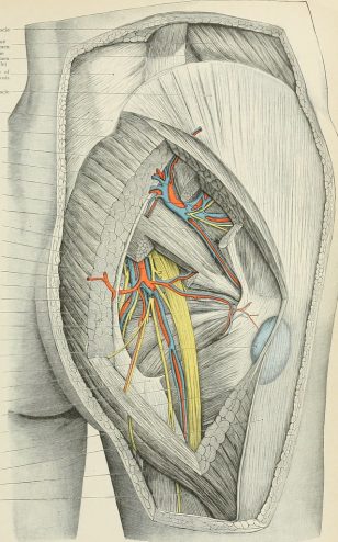 nervo nel gluteo