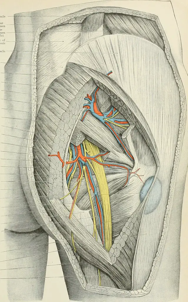Nervo Glúteo (Glúteo): Definição e Anatomia
