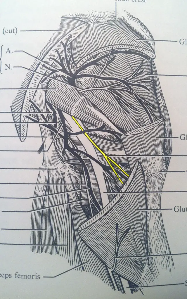 inferior gluteal nerve