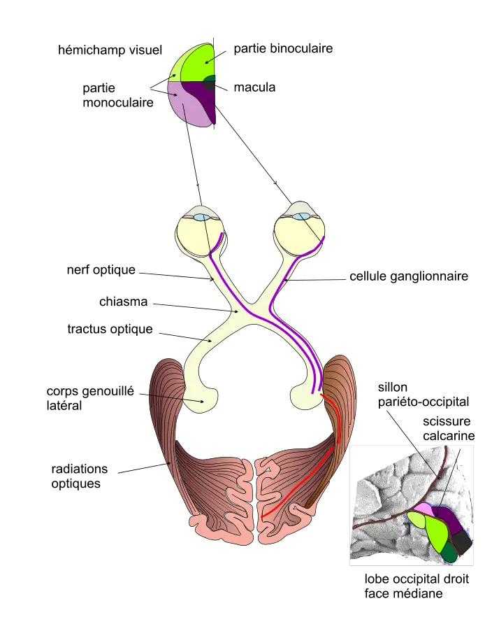 anatomia del sistema visual