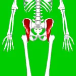 Iliacmuskel: Anatomi og funktion