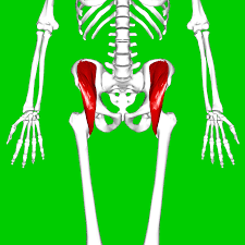 Iliac muscle Where does the sciatic nerve pass in the foot