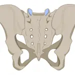 Beckenknochen: Definition und Anatomie