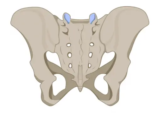 Os iliaque 2 disque intervertébral