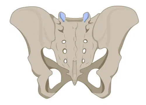 Iliac bone 2 Where does the sciatic nerve pass in the foot