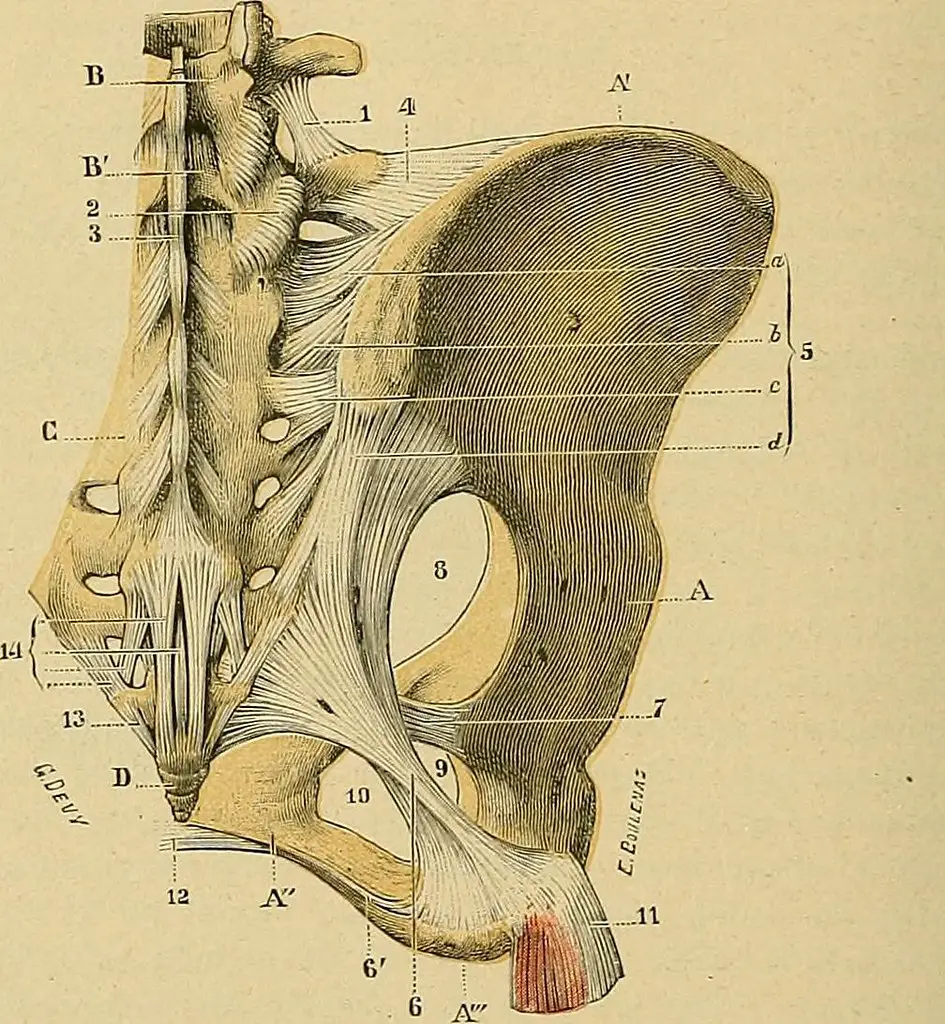 Iliac bone: Definition and anatomy | Lombafit