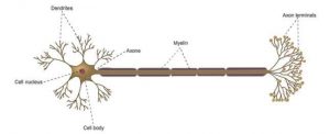 anatomie axone 