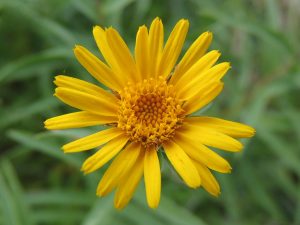 arnica