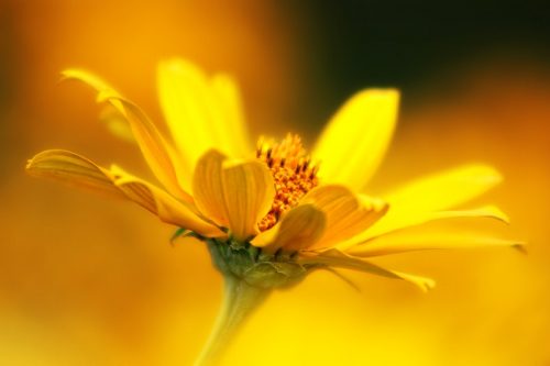 arnica