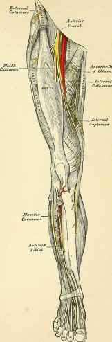 nerfs de la jambe