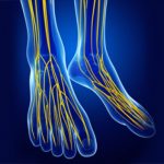 坐骨神経が足を通過する場所: 簡略化された解剖学のレッスン