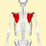 Schulterblatt Anatomie