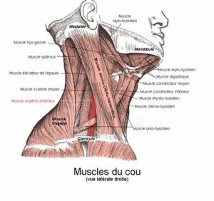 Hals Anatomie