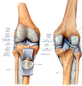 Knee anatomy