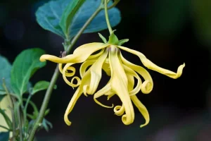 Ylang Ylang